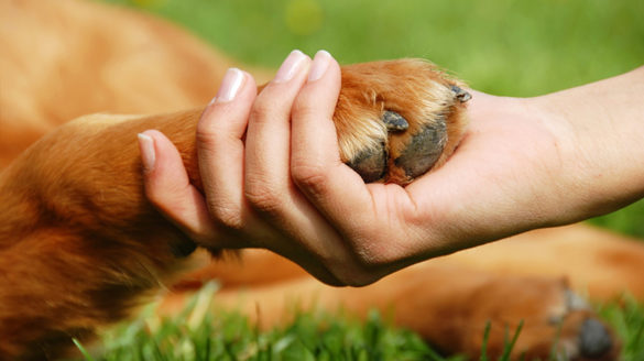 Person holding a dogs paw.