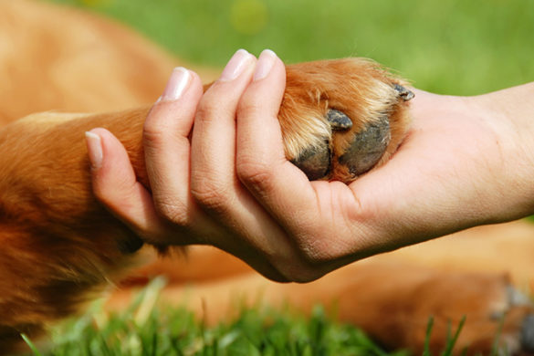 SJC’s Dog Whisperers