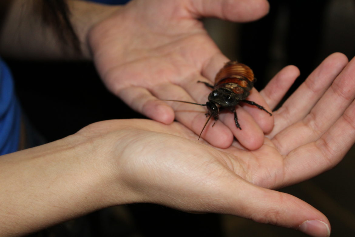 A student holding a cockroach.