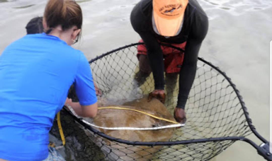 Studying a sting ray in the water.