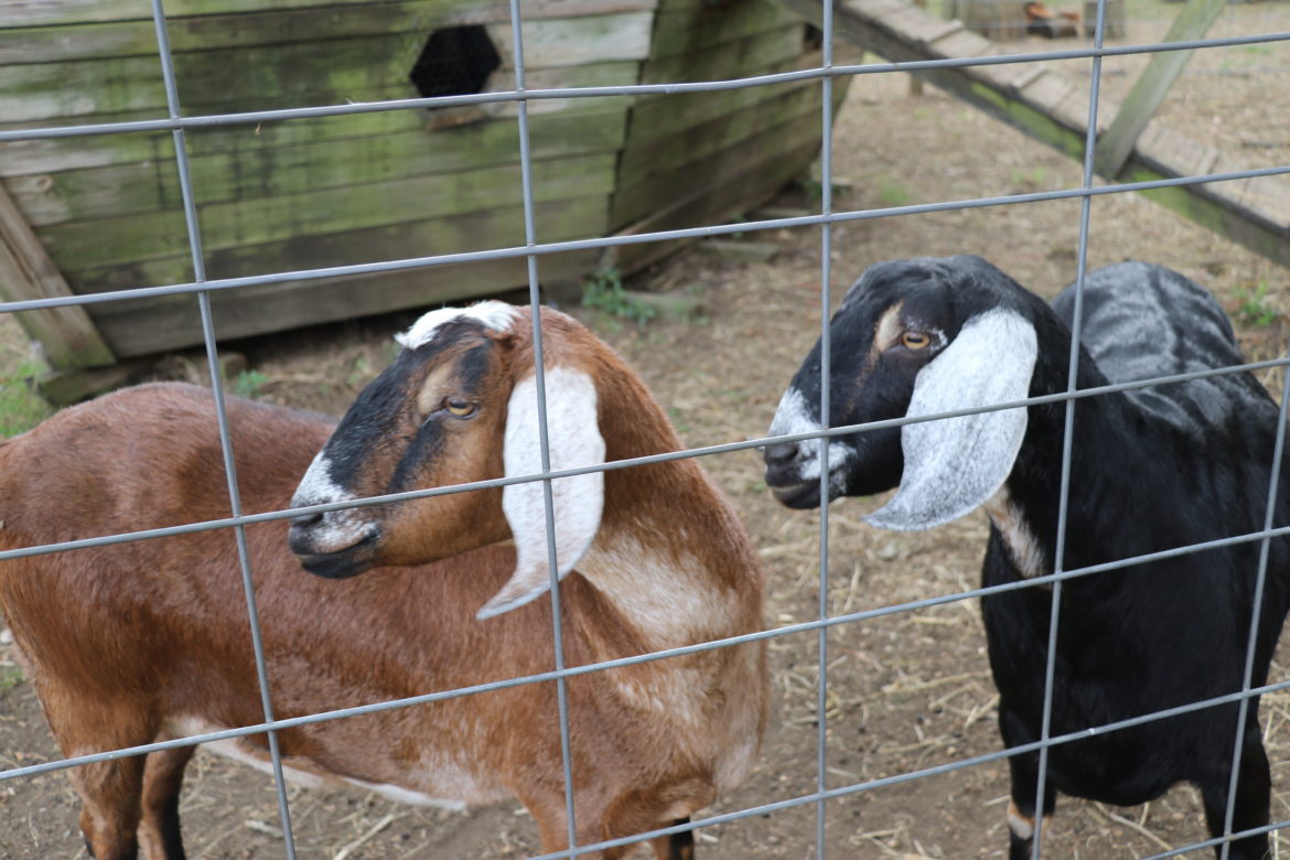 Goats the grounds of the Sisters of St. Joseph in Brentwood.