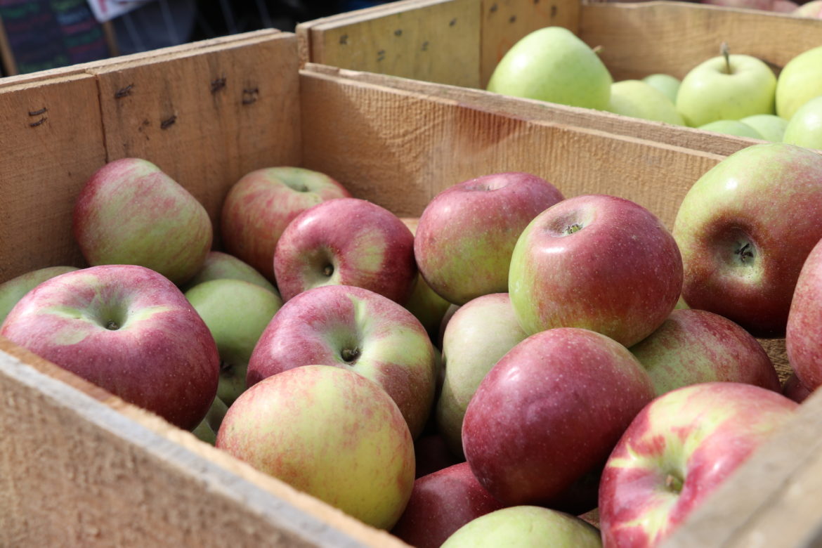 Apples on the grounds of the Sisters of St. Joseph in Brentwood.