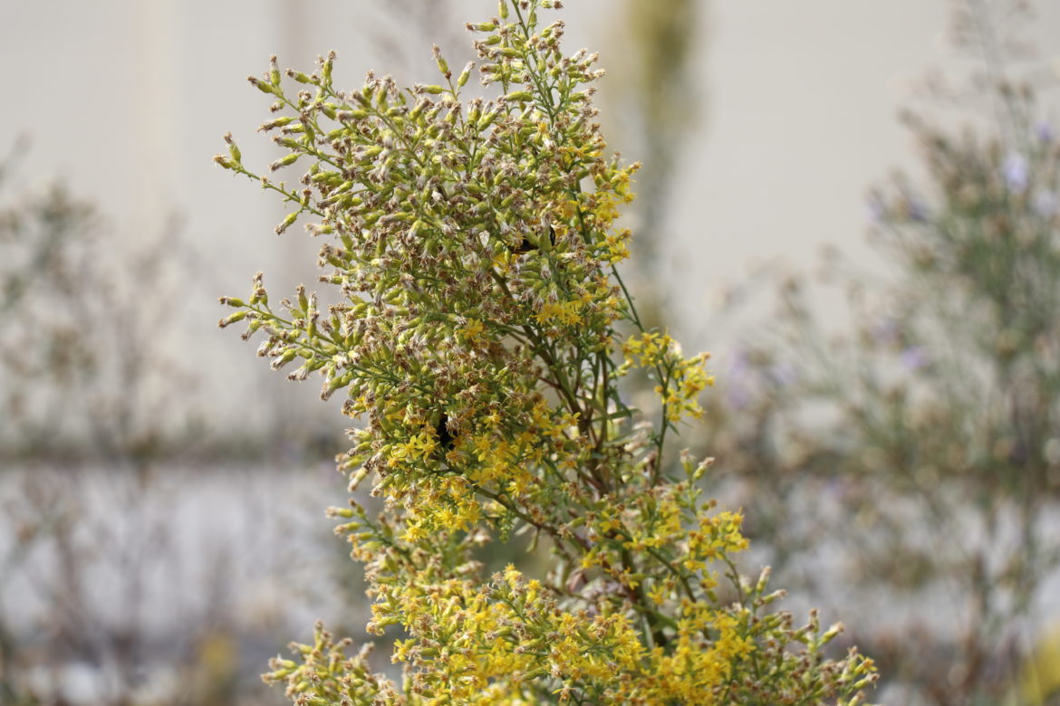 Plant attracting honey bees in the rain garden on the grounds of the Sisters of St. Joseph in Brentwood.