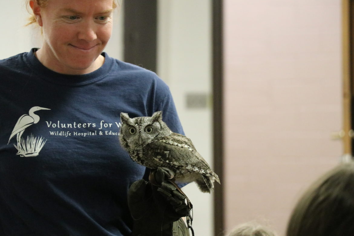 Duncan, the eastern screech owl.