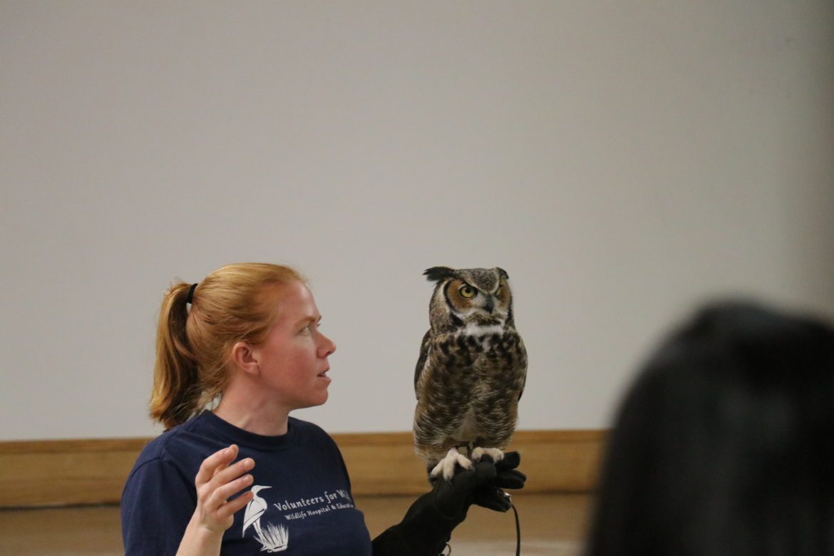 Marcus, the great horned owl.