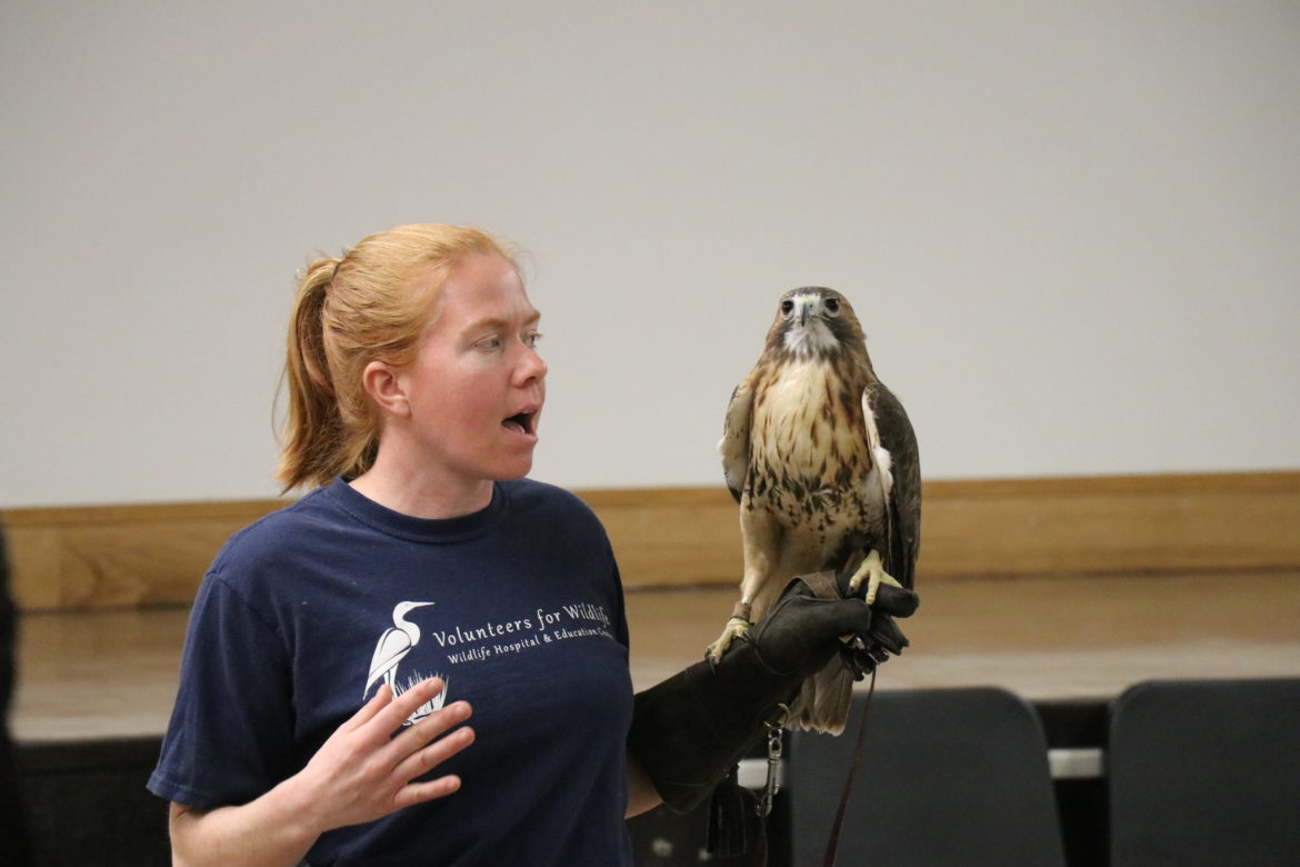 Baby, the red-tailed hawk.