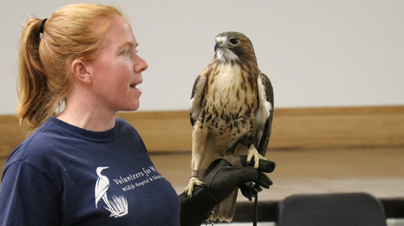 Baby the red-tailed hawk.