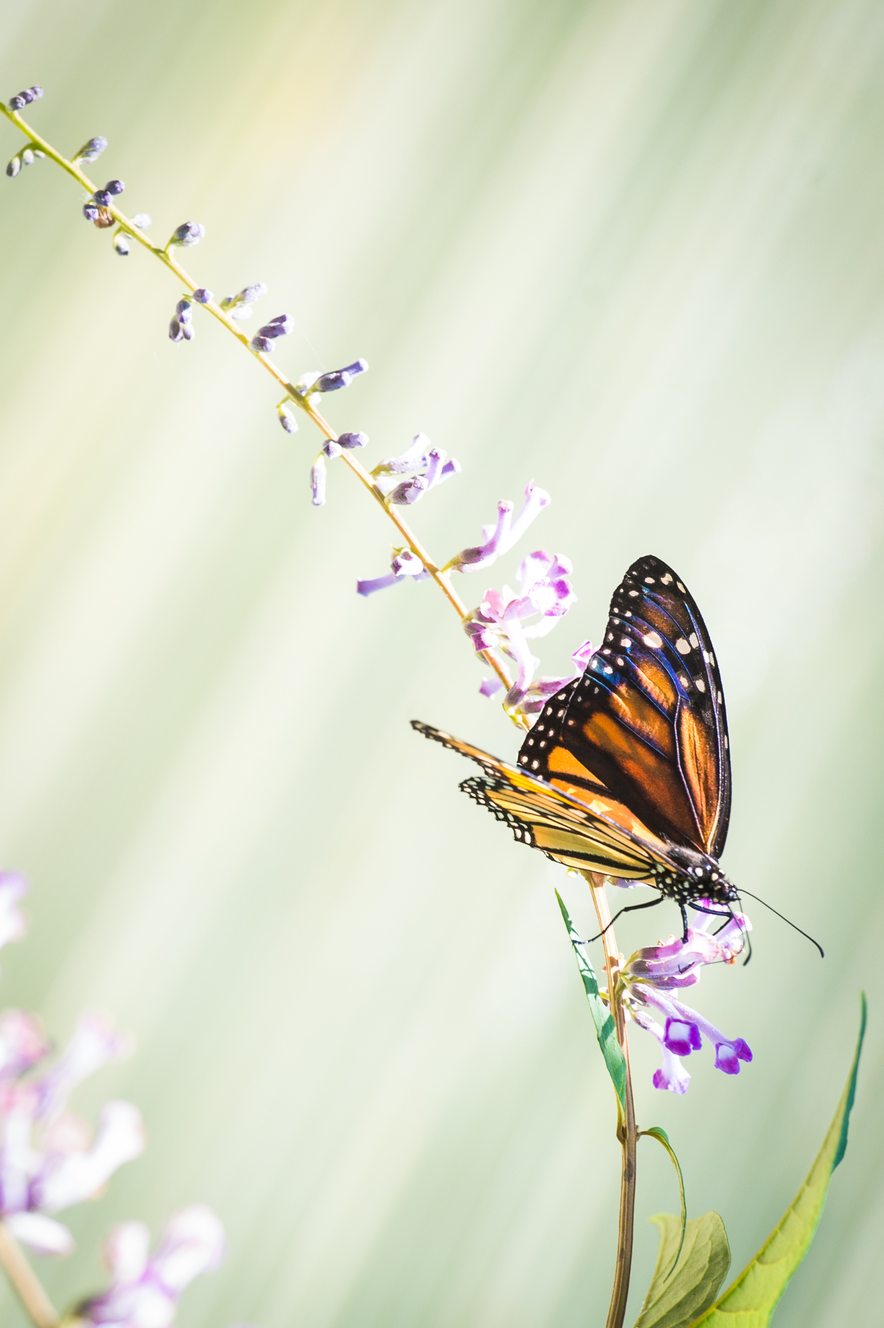 Butterfly at Sweetbriar.