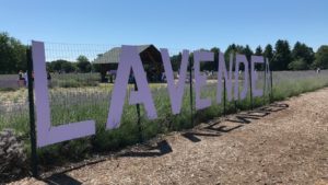 Lavender by the Bay