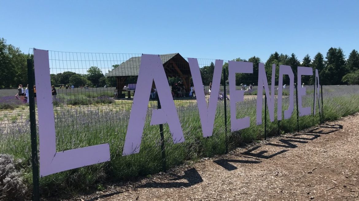 Lavender by the Bay