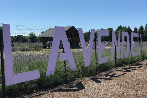 Lavender by the Bay