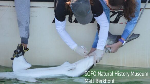 Scientists drawing blood from a White Shark.