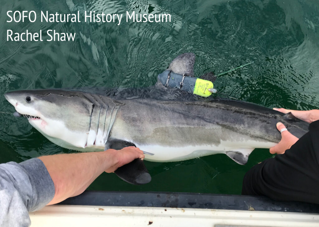 Researchers tag a Great White Shark with a tracking device.