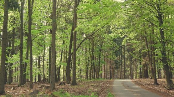 Trees in the woods.