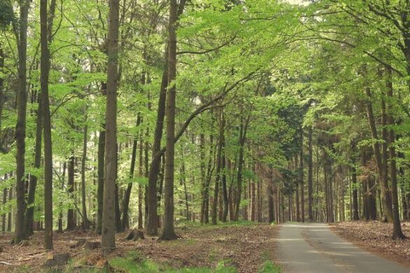 Trees in the woods.