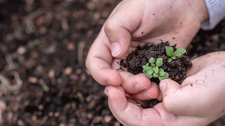 child holding dirt in their hands.