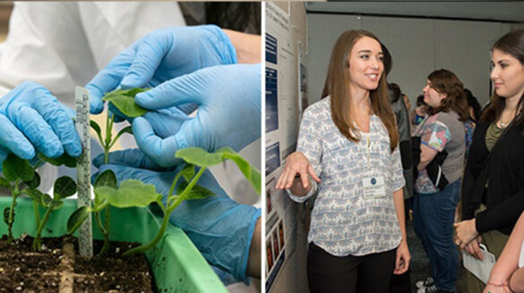 Undergraduate research at both campuses.