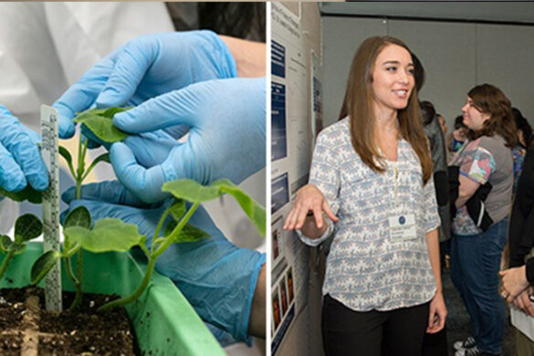 Undergraduate research at both campuses.