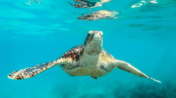 Turtle swimming.