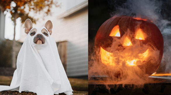 A dog dressed as a ghost for Halloween; a jack-o'-lantern.