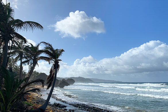 Studying Abroad in Barbados